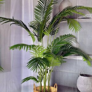 درختچه فینیکس 4 تنه ارتفاع 170
