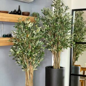 درختچه زیتون تنه طبیعی با ارتفاع 160