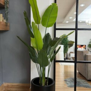 درختچه پرنده بهشتی با ارتفاع 160