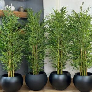 درختچه بامبو تنه طبیعی با ارتفاع 180