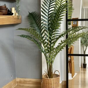 درختچه خرما با ارتفاع 180