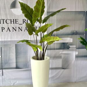 درختچه بابا آدم با ارتفاع 120