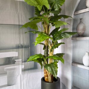 بابا آدم 3 تنه با ارتفاع 180